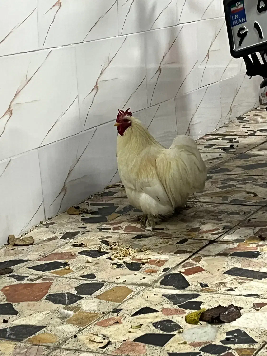 خروس|پرنده|رشت, معلولین|دیوار