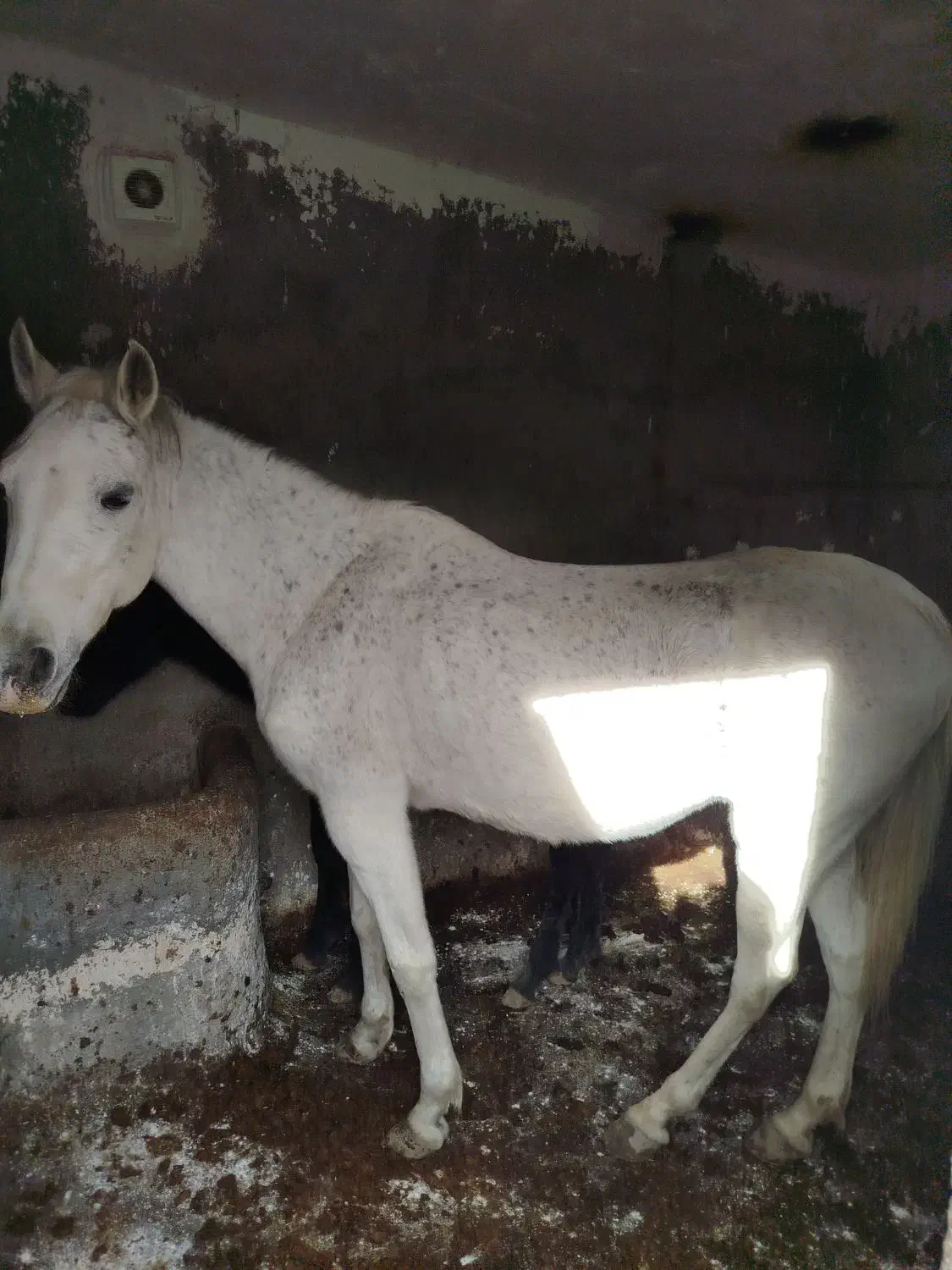 اسب|اسب و تجهیزات اسبسواری|الشتر, |دیوار