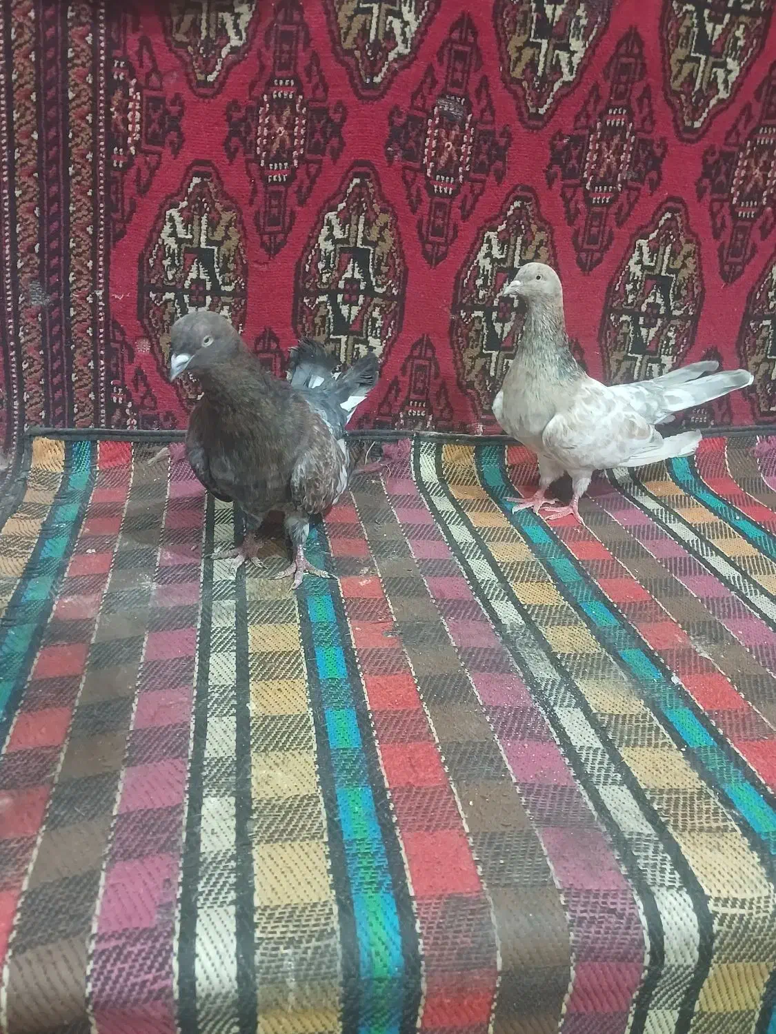 کله ای شتری|پرنده|بندر ماهشهر, |دیوار