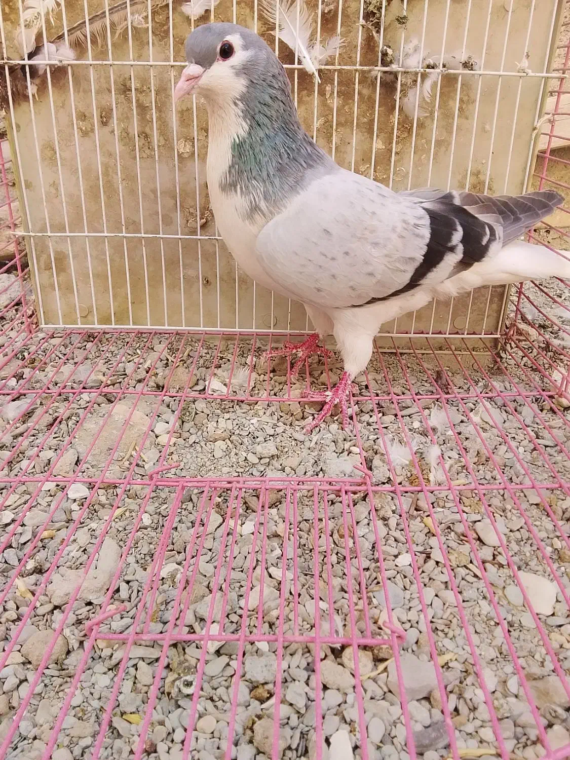 ساده سبز|پرنده|سراوان, |دیوار