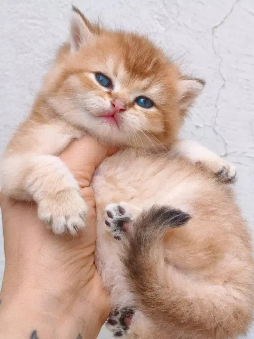 گربه های خانگی اصیل|گربه|شیراز, قدوسی شرقی|دیوار