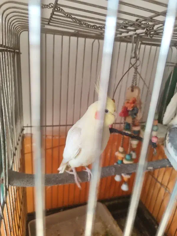 یک جفت عروس هلندی با لوازم|پرنده|پردیس, فاز ۴|دیوار