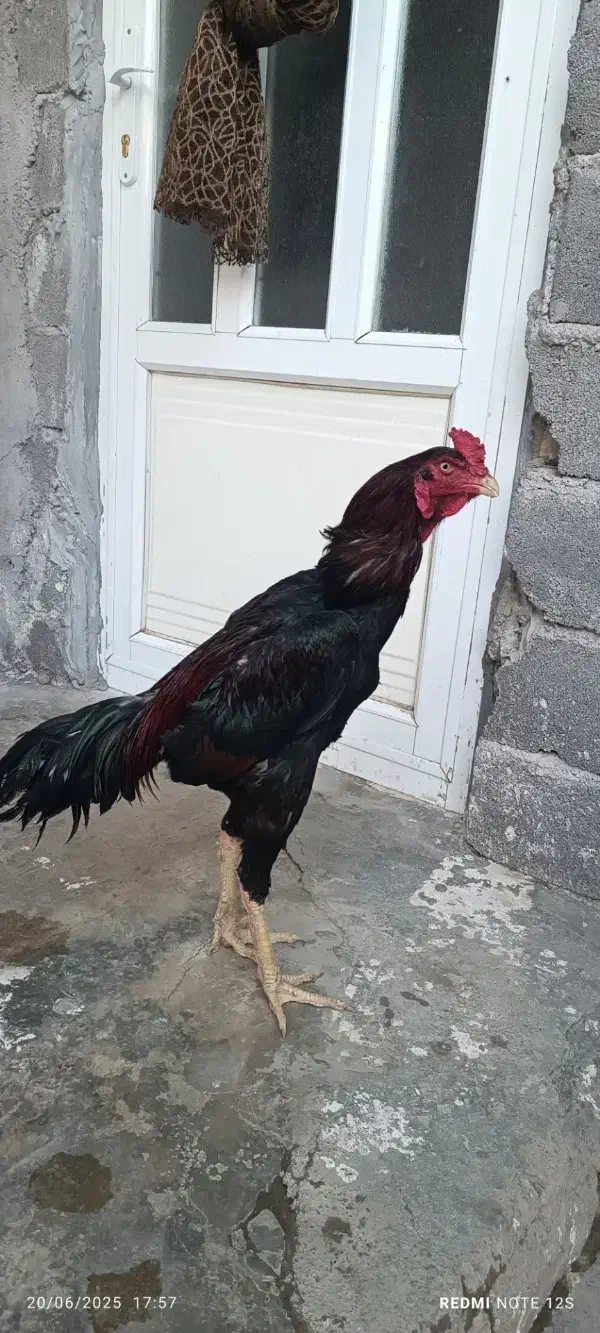 تخم لاری|حیوانات مزرعه|سنگدوین, |دیوار