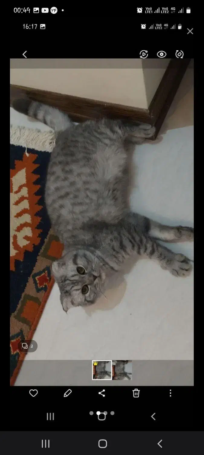 نر و ماده اسکاتیش فروش فوری|گربه|تهران, ولنجک|دیوار