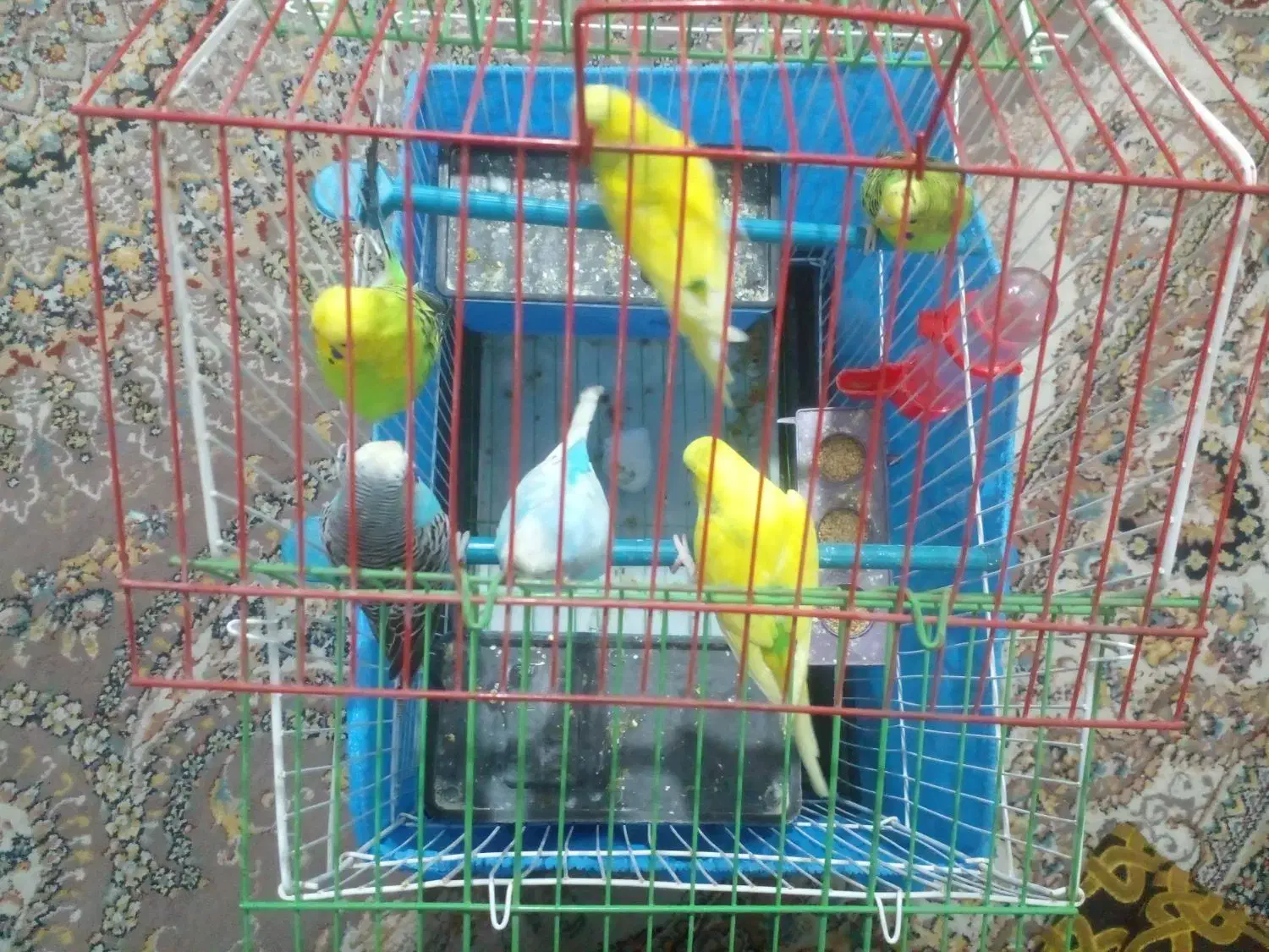 مرغ عشق|پرنده|گرگان, |دیوار