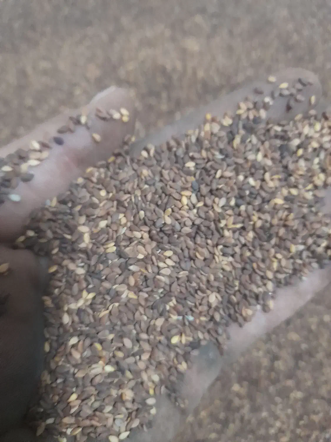 کنجدتمیز|عمدهفروشی|شادگان, |دیوار