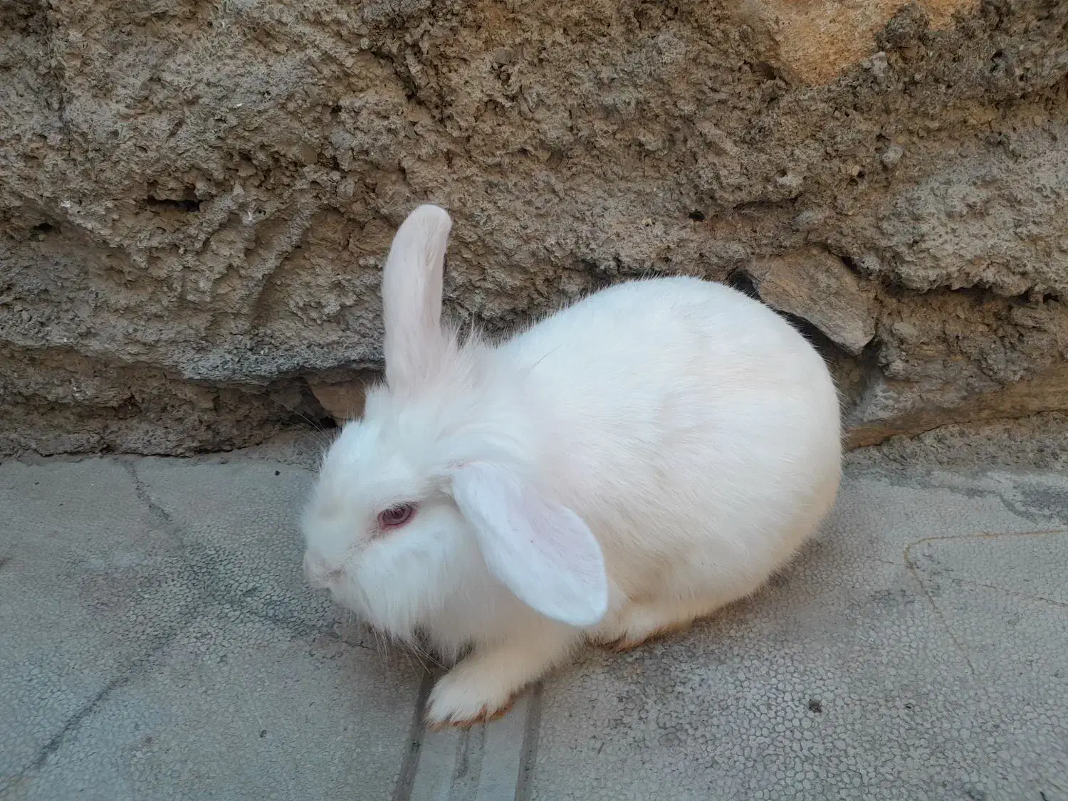 خرگوش لوپ|موش و خرگوش|مریوان, |دیوار