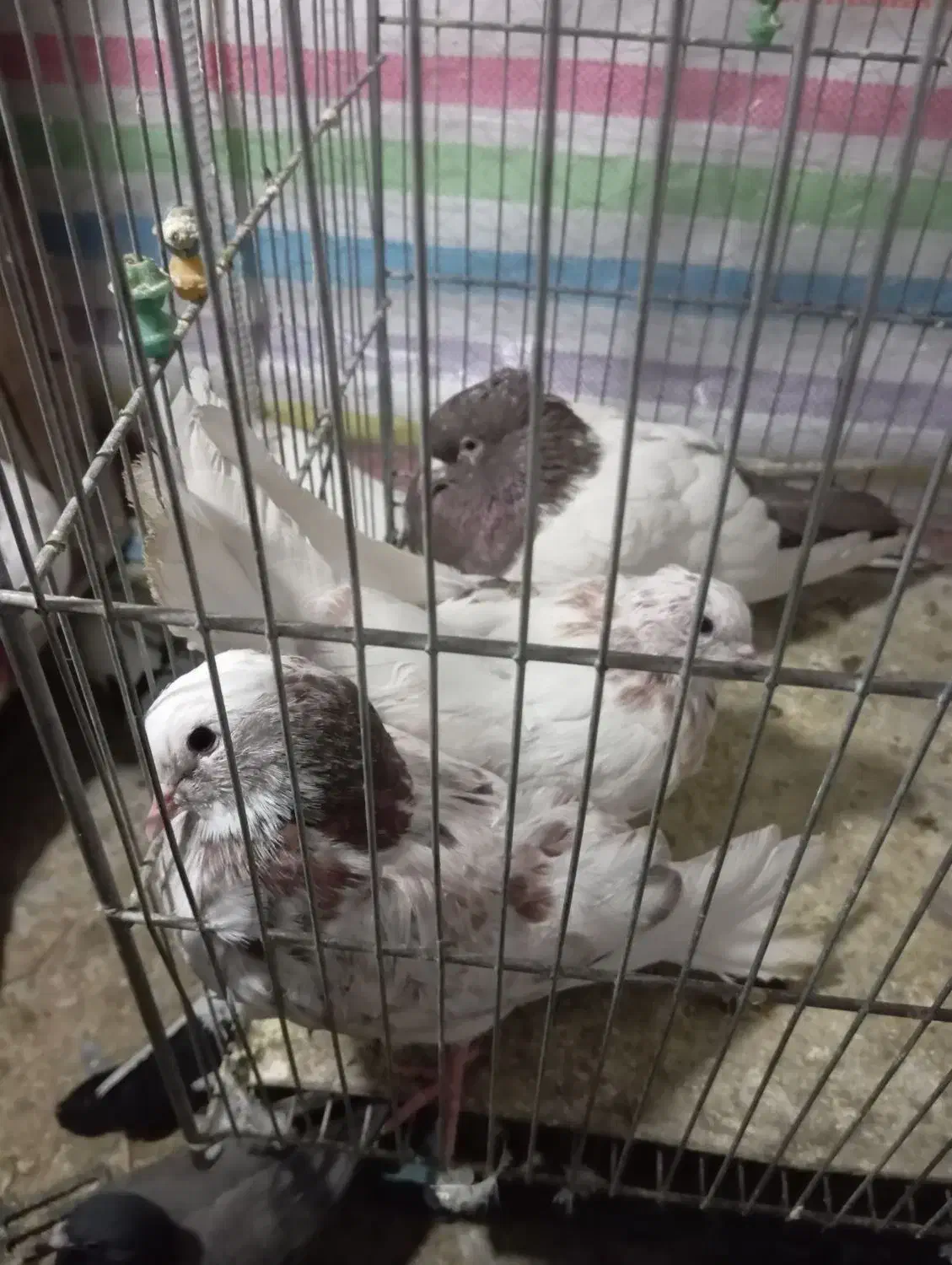 کفتر تهرانی|پرنده|بروجرد, |دیوار