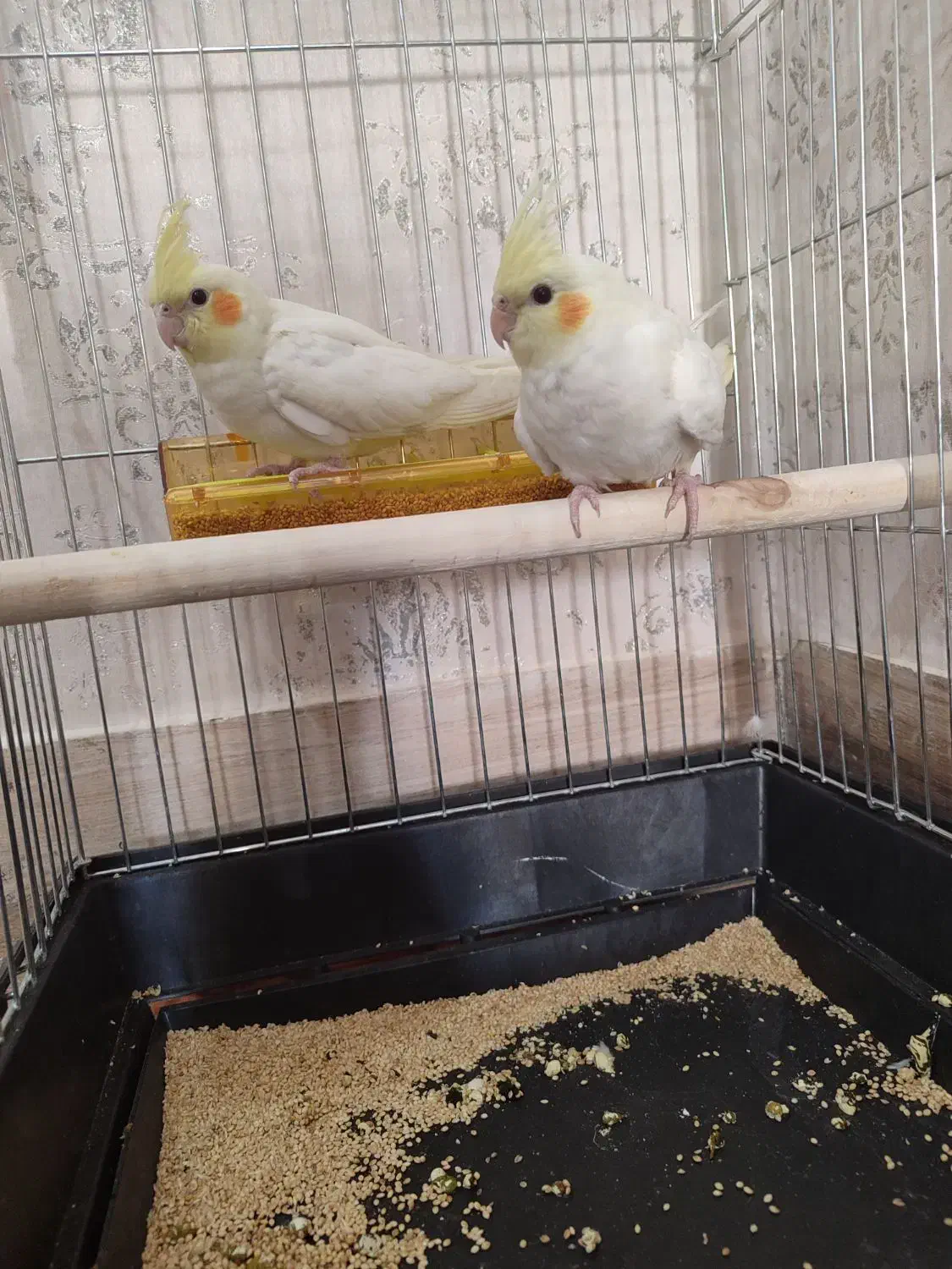 عروس هلندی|پرنده|زابل, |دیوار