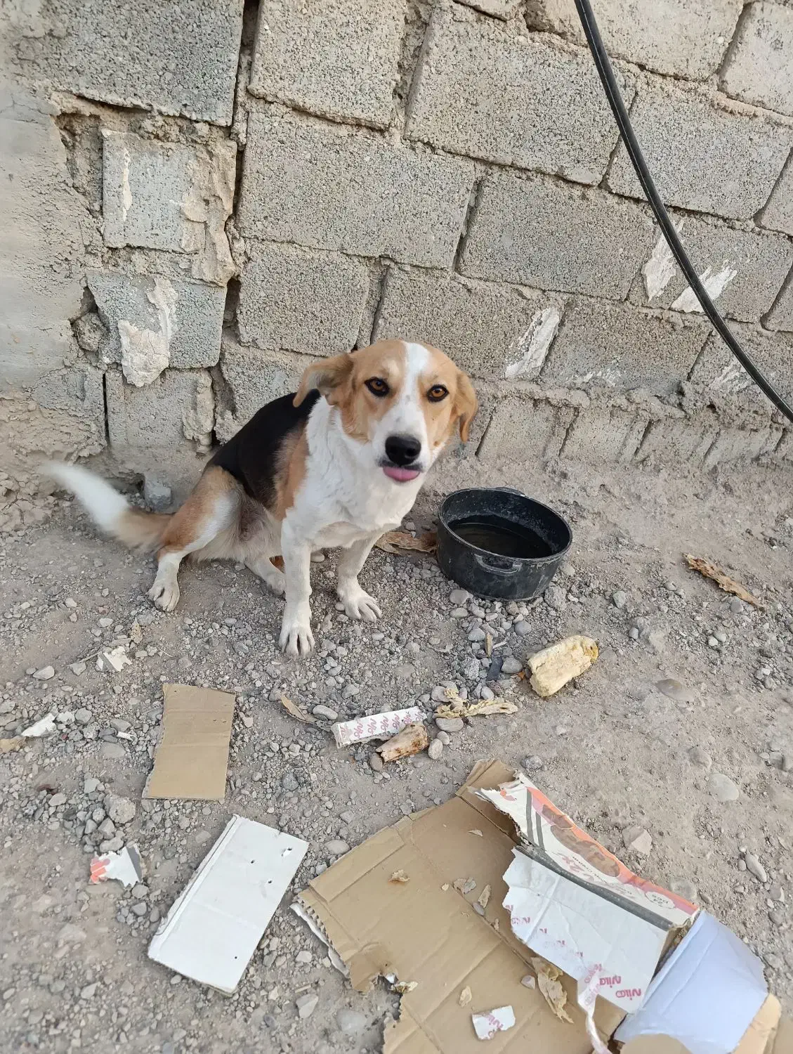 پیدا شده|سگ|بهبهان, |دیوار