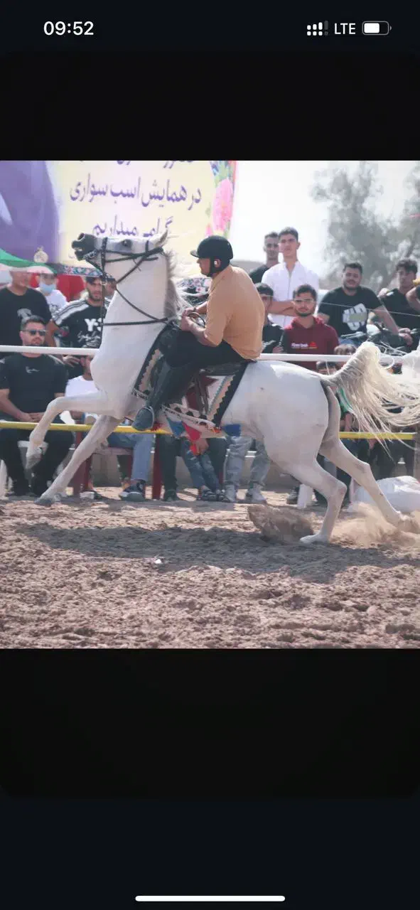 اسب عرب نریان|اسب و تجهیزات اسبسواری|رامشیر, |دیوار