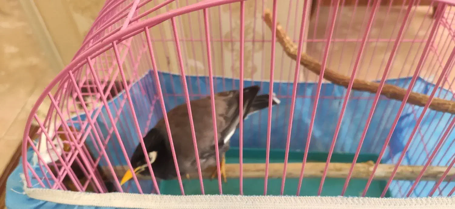 مینا|پرنده|پرند, فاز ۴|دیوار