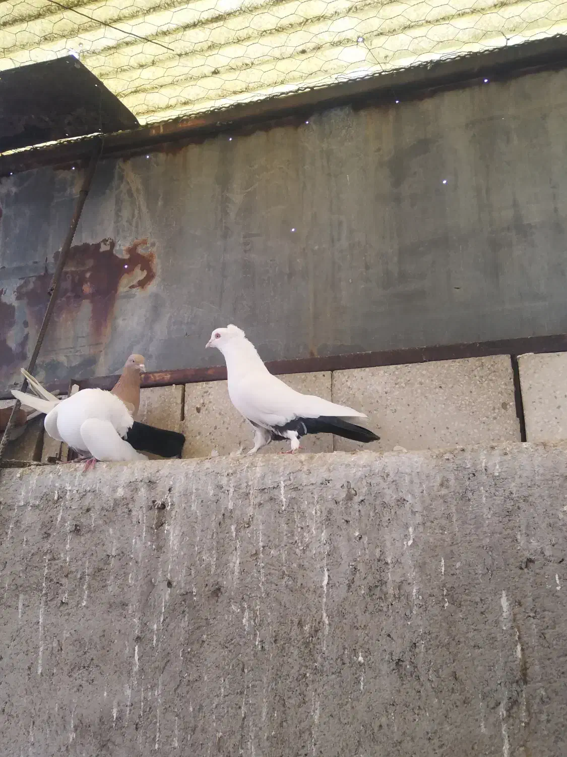 کفتر دم سیاه|پرنده|قم, انصار‌الحسین|دیوار