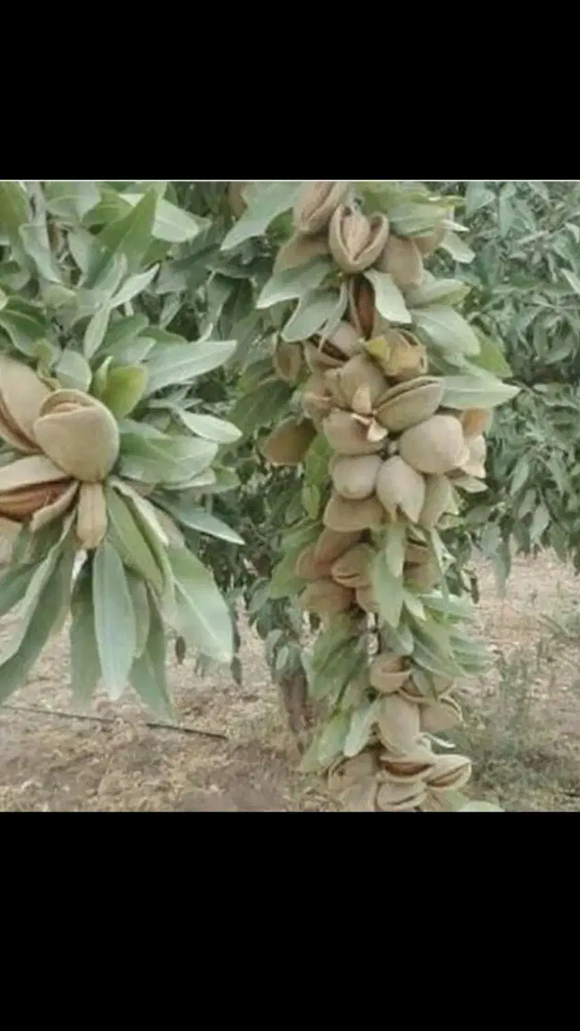 نهال های درجه یک و پر بار ضمانتی|عمده‌فروشی|میاندوآب, |دیوار