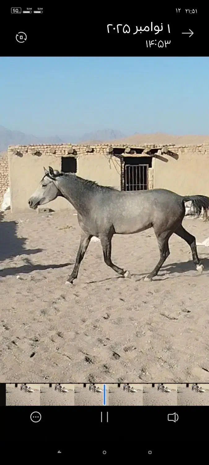 اسب نریان عرب کرد|اسب و تجهیزات اسب‌سواری|ندوشن, |دیوار