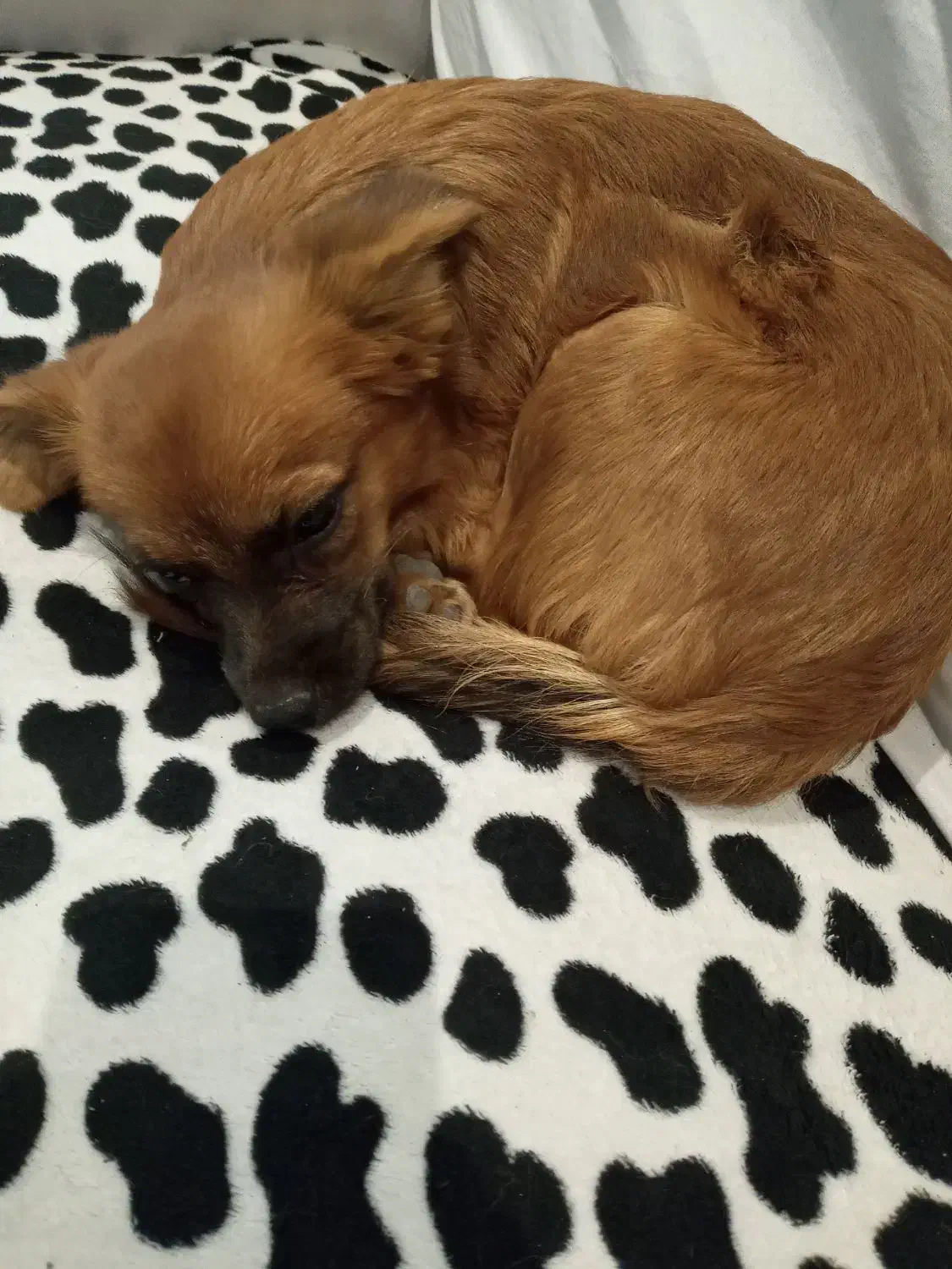 واگذاری توله سگ پامر|سگ|کرج, حصارک بالا|دیوار