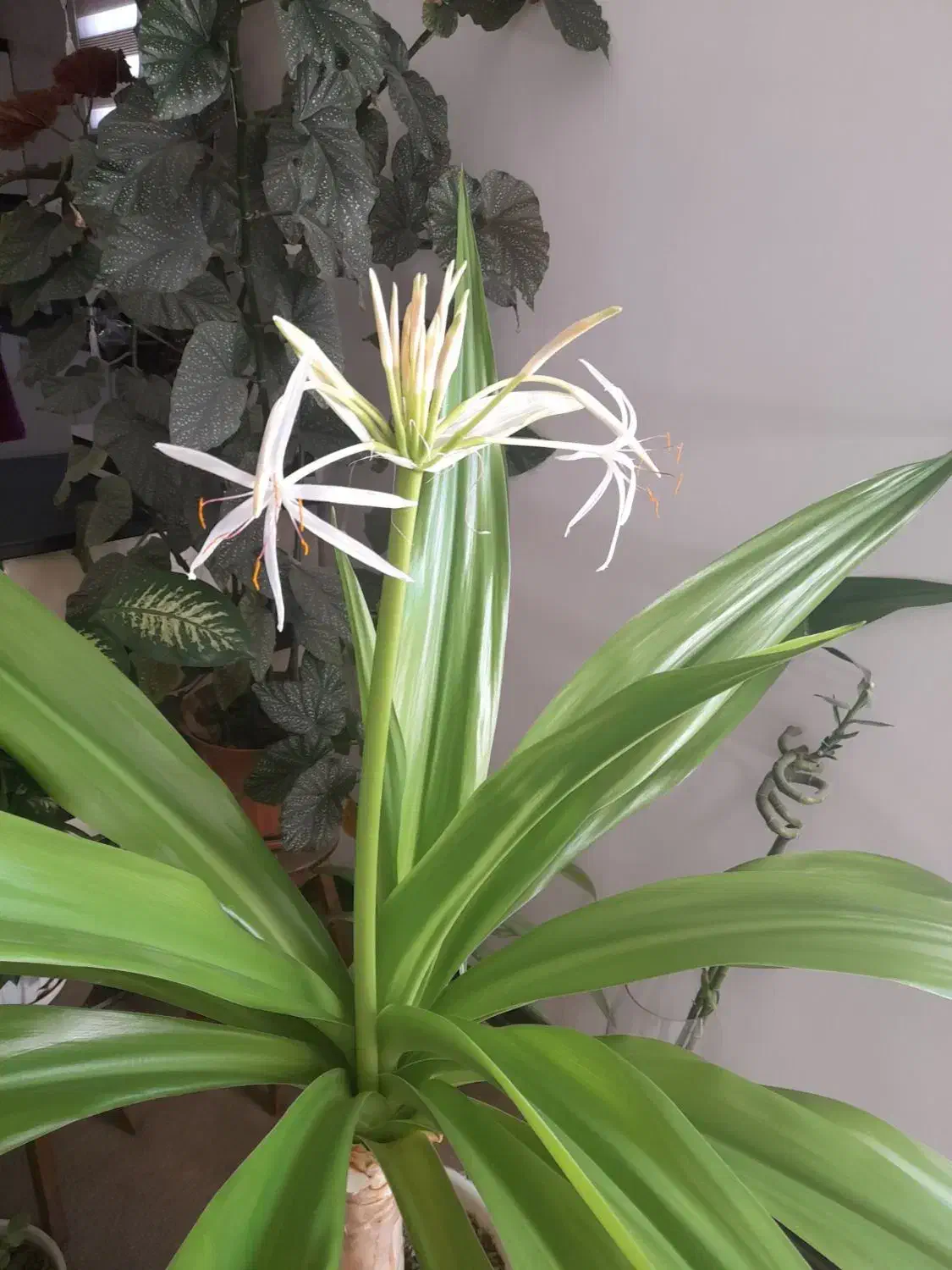 گل سوسن عنکبوتی|گل و گیاه طبیعی|شهرکرد, |دیوار