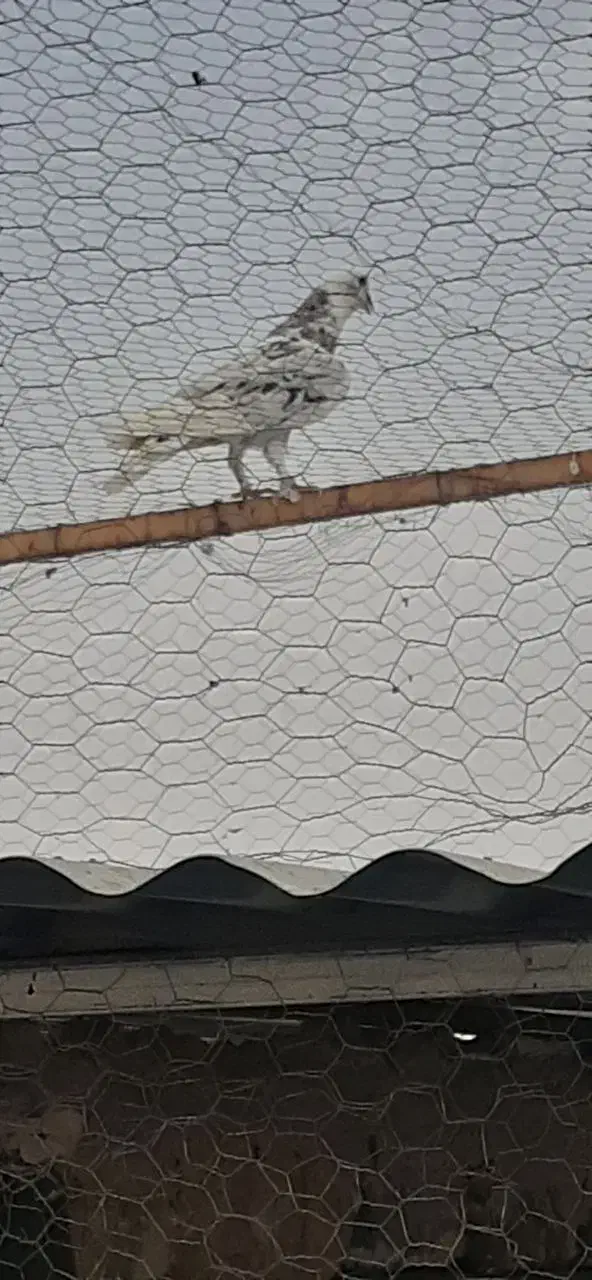 کبوتر پرشی هما سرور|پرنده|پیر بکران, |دیوار