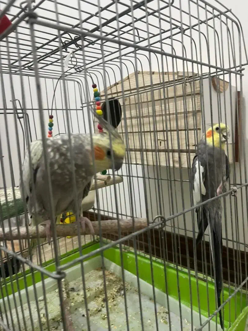 دو عدد عروس هلندی نر و ماده|پرنده|کرج, شهرک یاس شمالی|دیوار