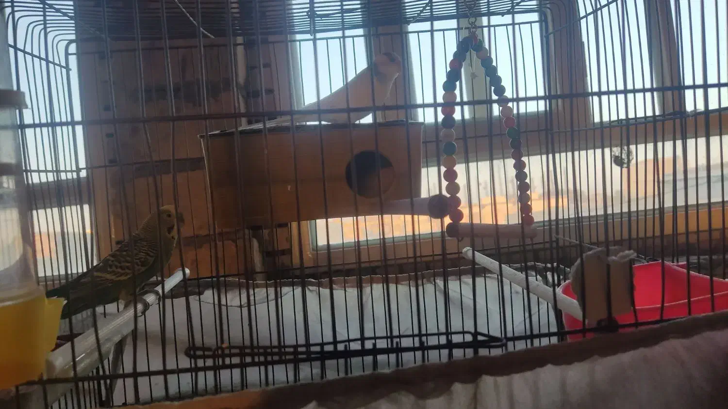 یک جفت مرغ عشق|پرنده|مهریز, |دیوار