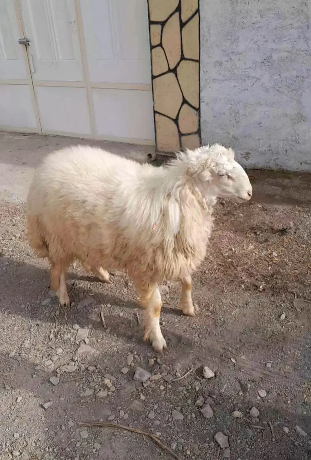 بره قوچی سنجابی|حیوانات مزرعه|کاشمر, |دیوار