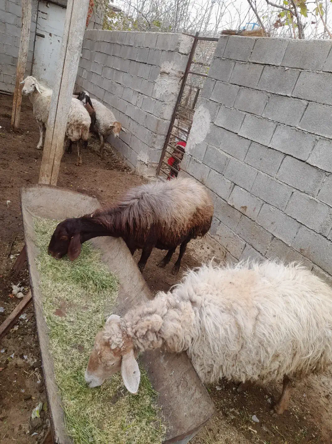 گوسفند آبستن سنگین|حیوانات مزرعه|آشخانه, |دیوار