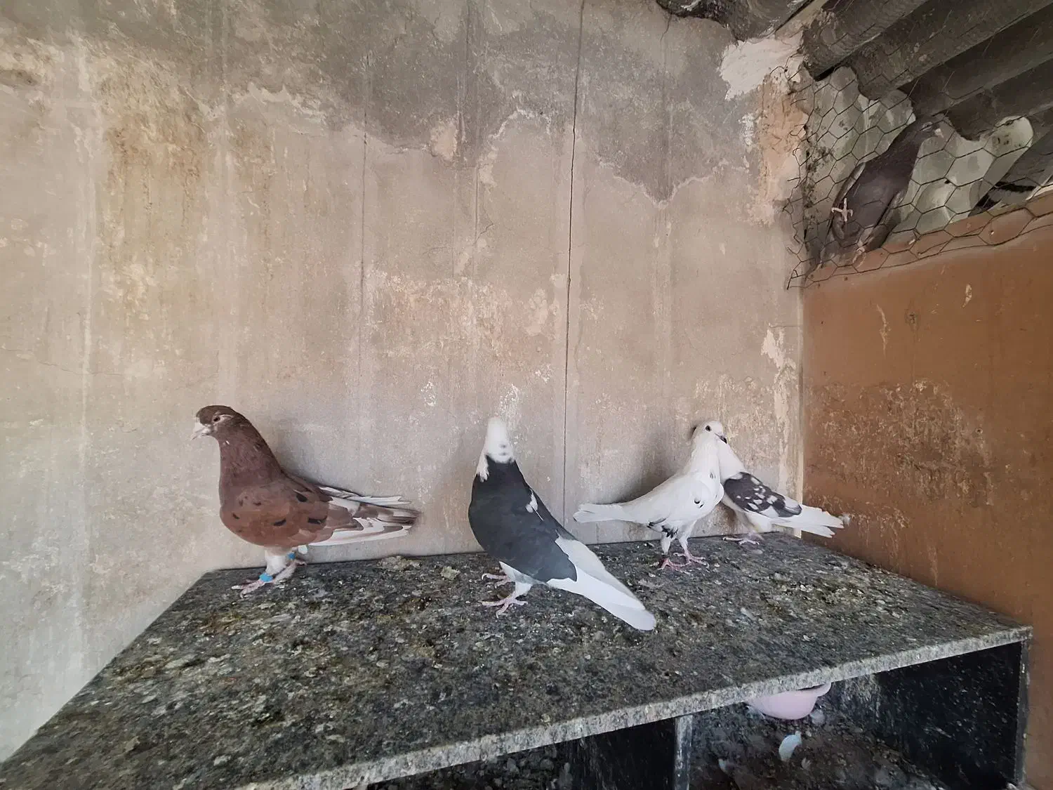 مایه کفتر|پرنده|تهران, شهید اسدی|دیوار