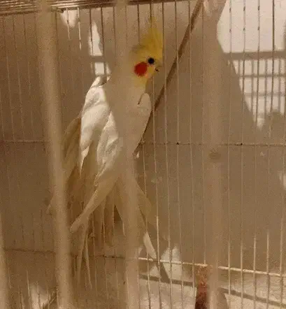 عروسهلندی نر|پرنده|مشهد, قائم|دیوار