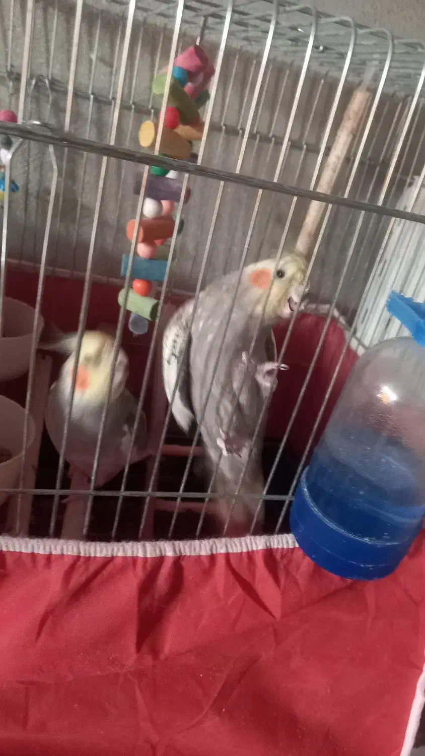 عروس هلندی باقفس ولوازم|پرنده|چهاردولی, |دیوار