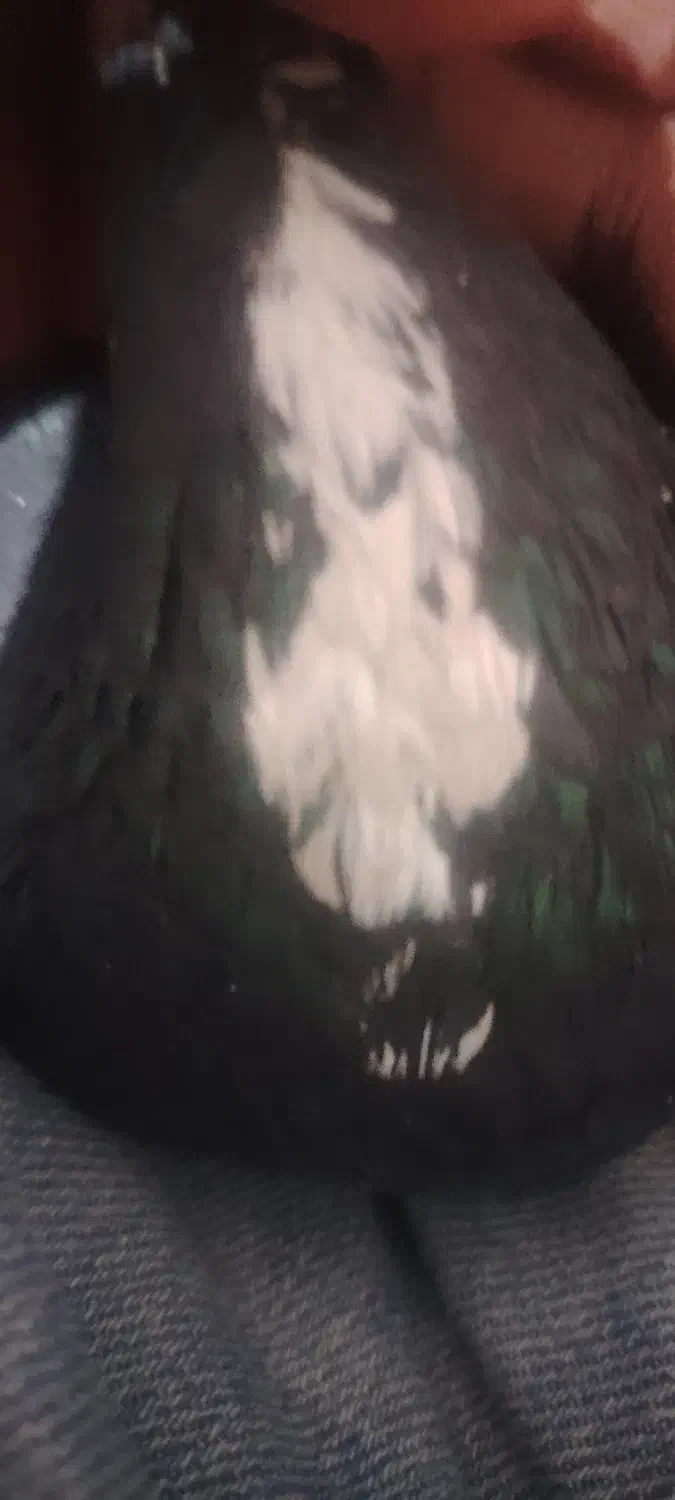 نر پلنگ اسطوره|پرنده|کرمان, |دیوار