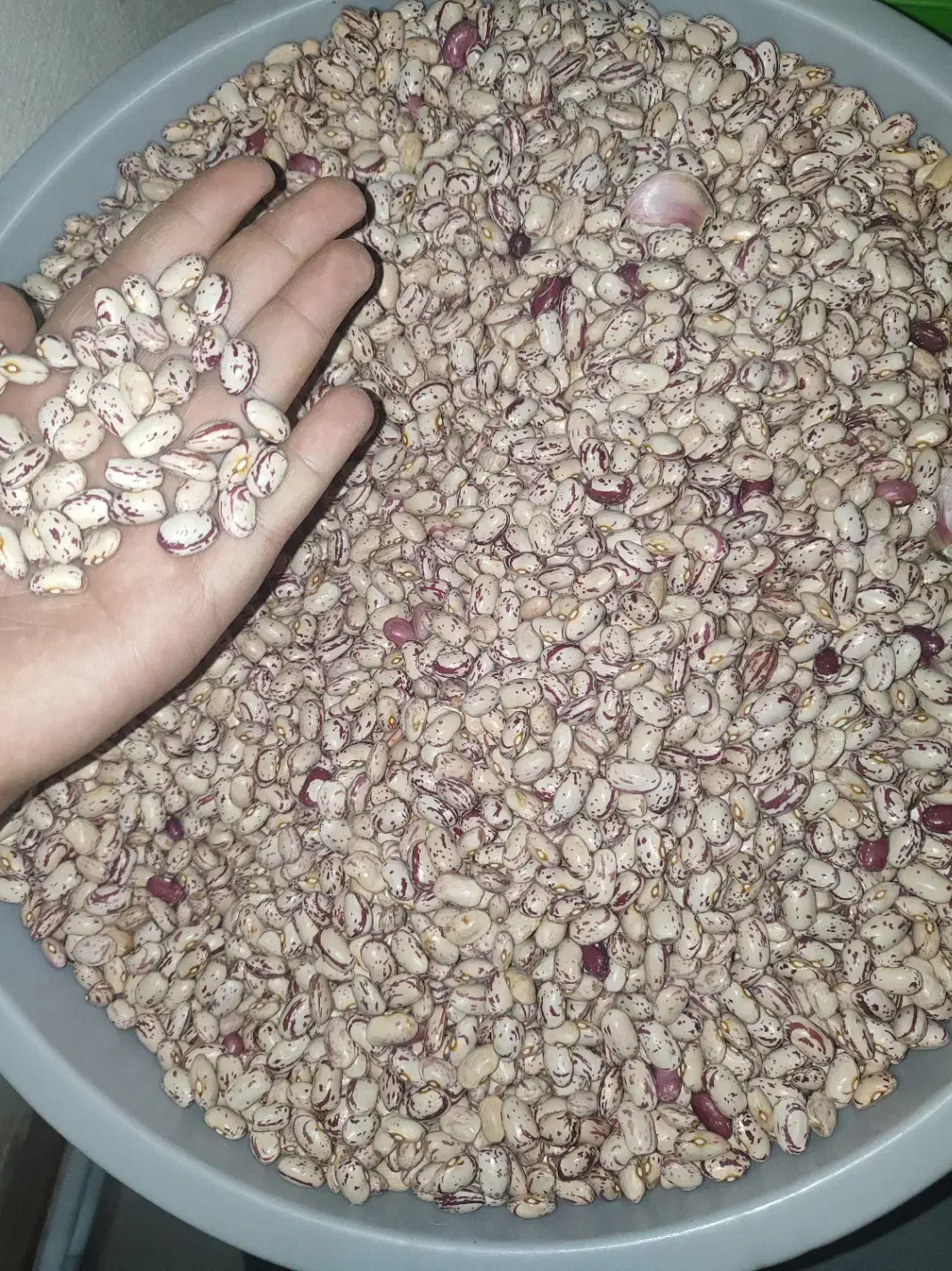 لوبیا چیتی|عمده‌فروشی|مشگین شهر, |دیوار