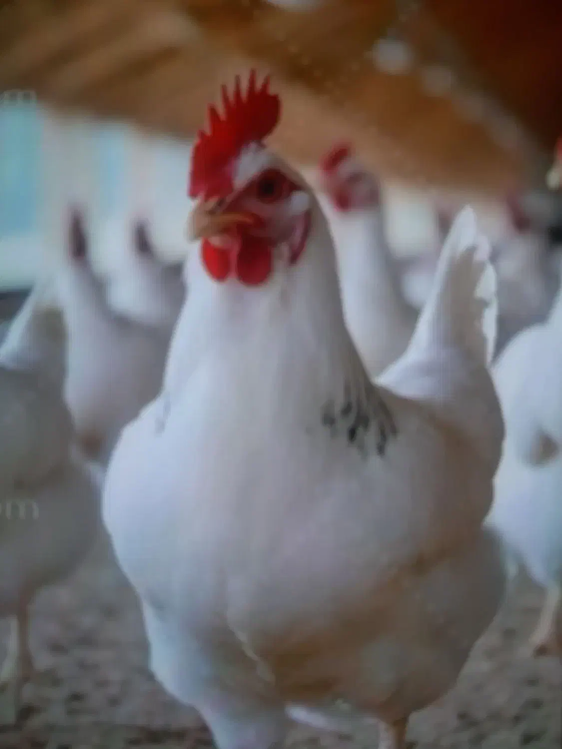 کود مرغ گوشتی|خدمات باغبانی و درختکاری|جیرفت, |دیوار