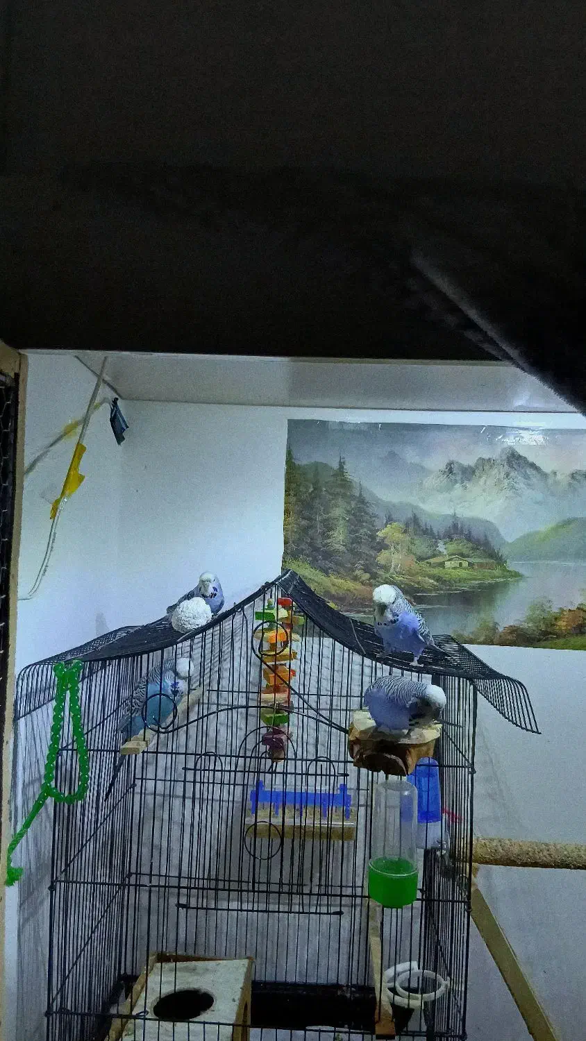 مرغ عشق انگلیسی|پرنده|بابل, |دیوار