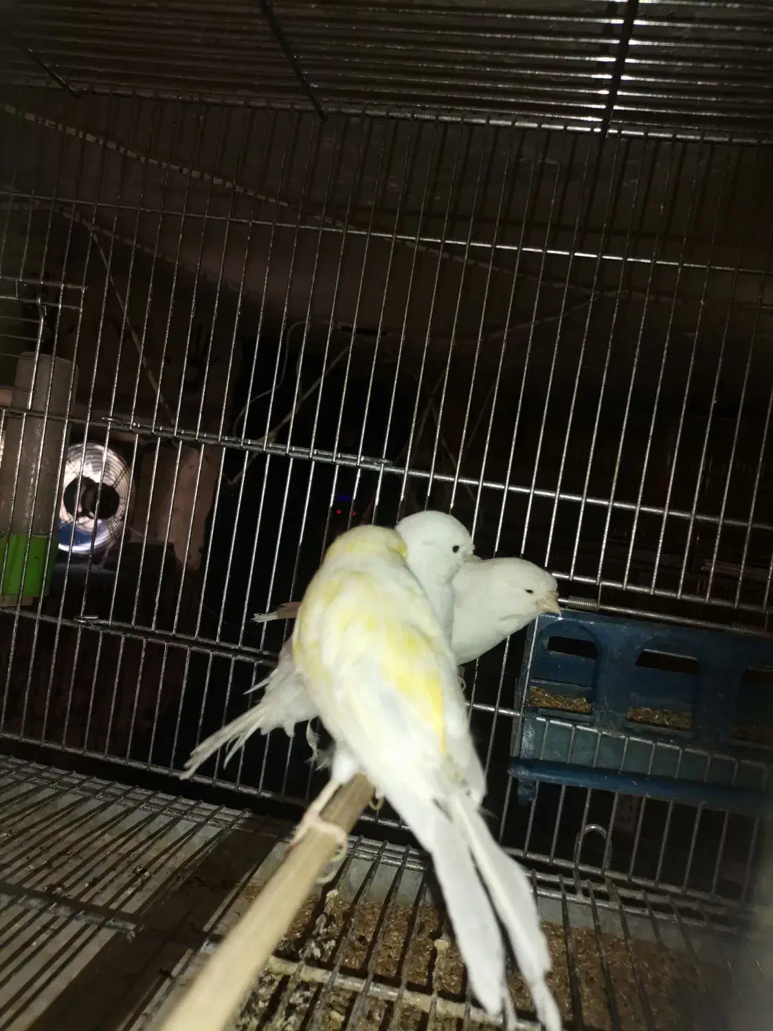 قناری|پرنده|طسوج, |دیوار