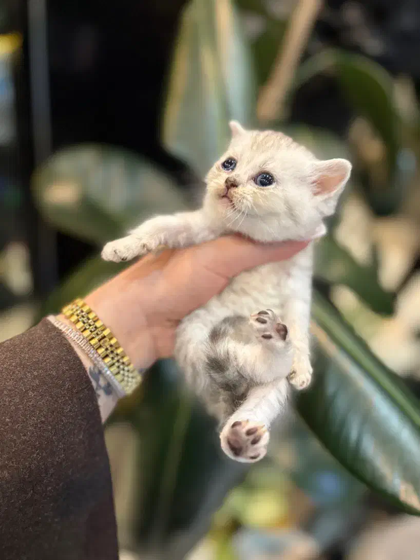 بریتیش گلد تبی|گربه|رشت, گلسار|دیوار