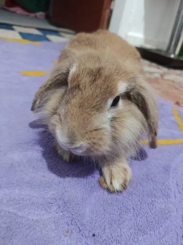 خرگوش لپ|موش و خرگوش|بوشهر, |دیوار