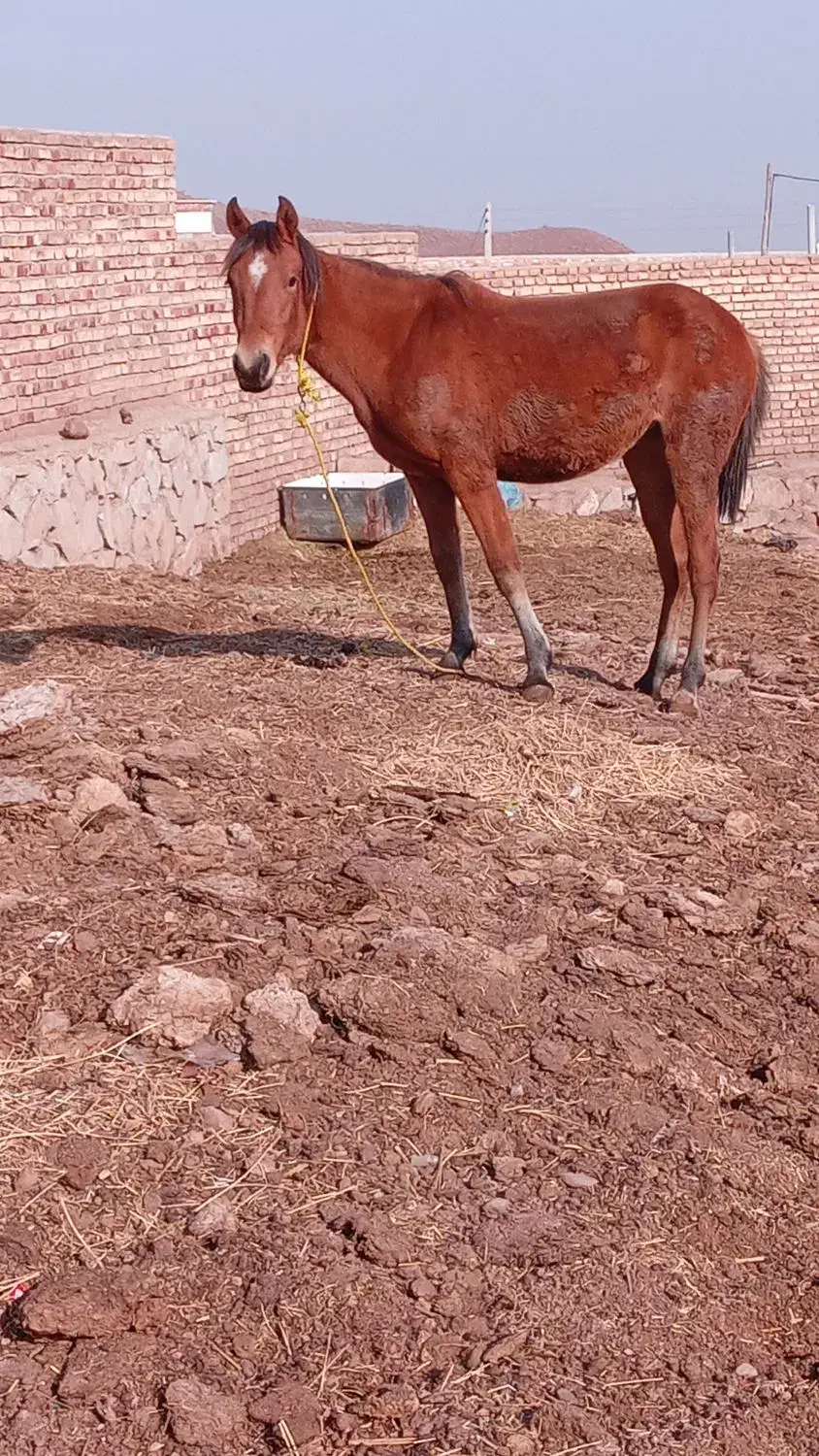 کره اسب مادیون ۱۵ ماهه|اسب و تجهیزات اسب‌سواری|مرند, |دیوار