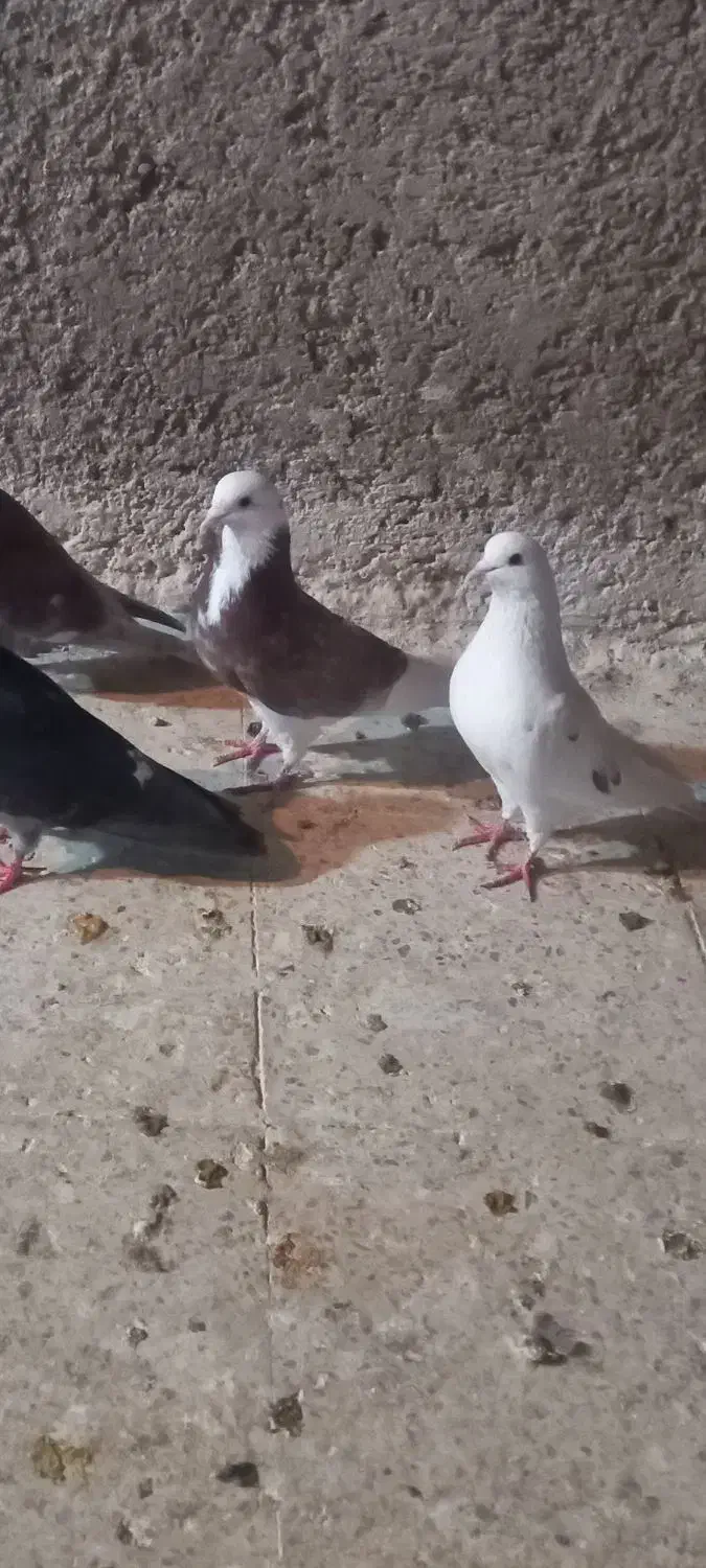 6عدد کبوتر‌پرشی|پرنده|ایلام, |دیوار