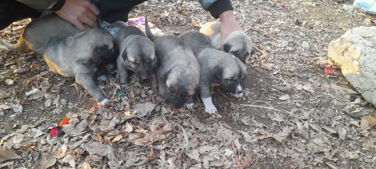 سگ سرابی اصیل|سگ|سراب, |دیوار