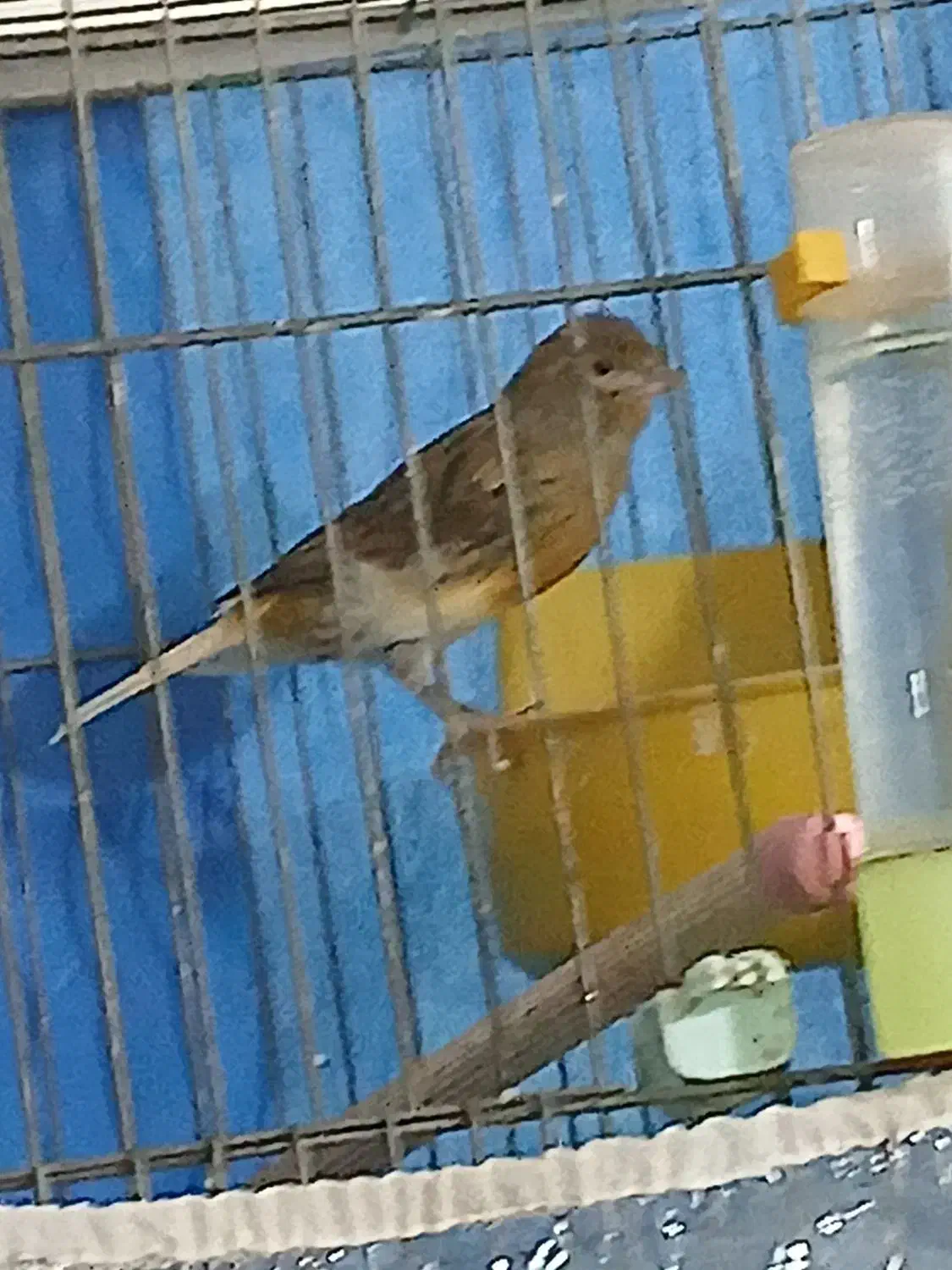 قناری ماده|پرنده|خمینی‌شهر, |دیوار