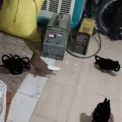 پرنده|پرنده|خرمآباد, |دیوار