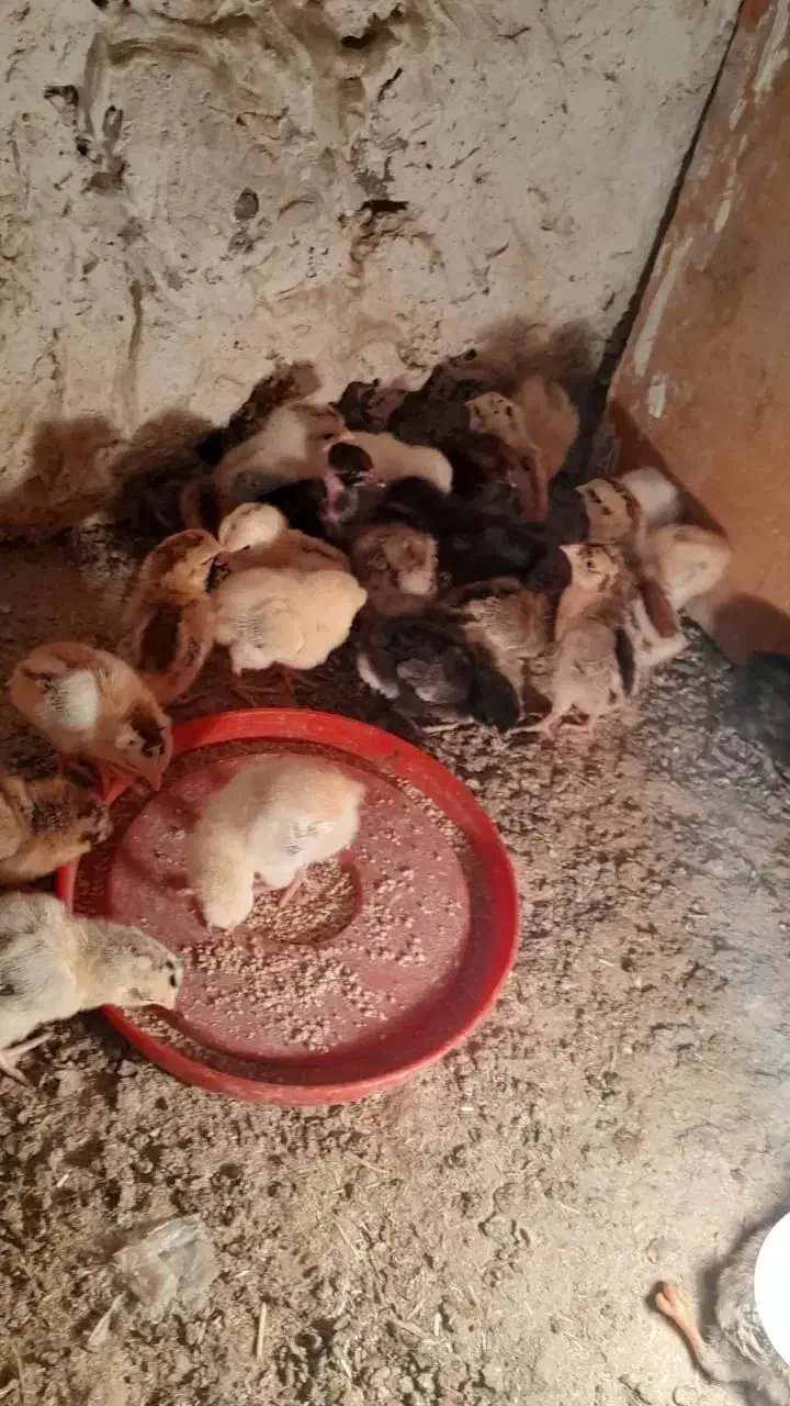 جوجه محلی گردن لخت|حیوانات مزرعه|زابل, |دیوار