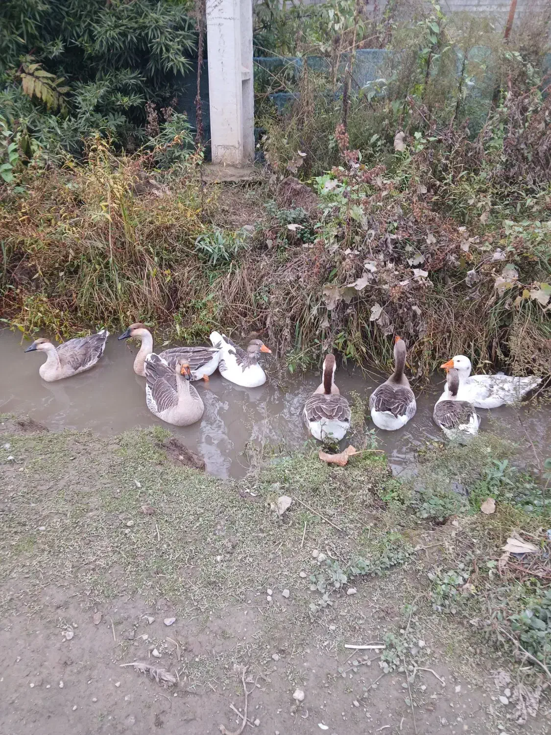 ۷ تا غاز سالم|حیوانات مزرعه|شاندرمن, |دیوار