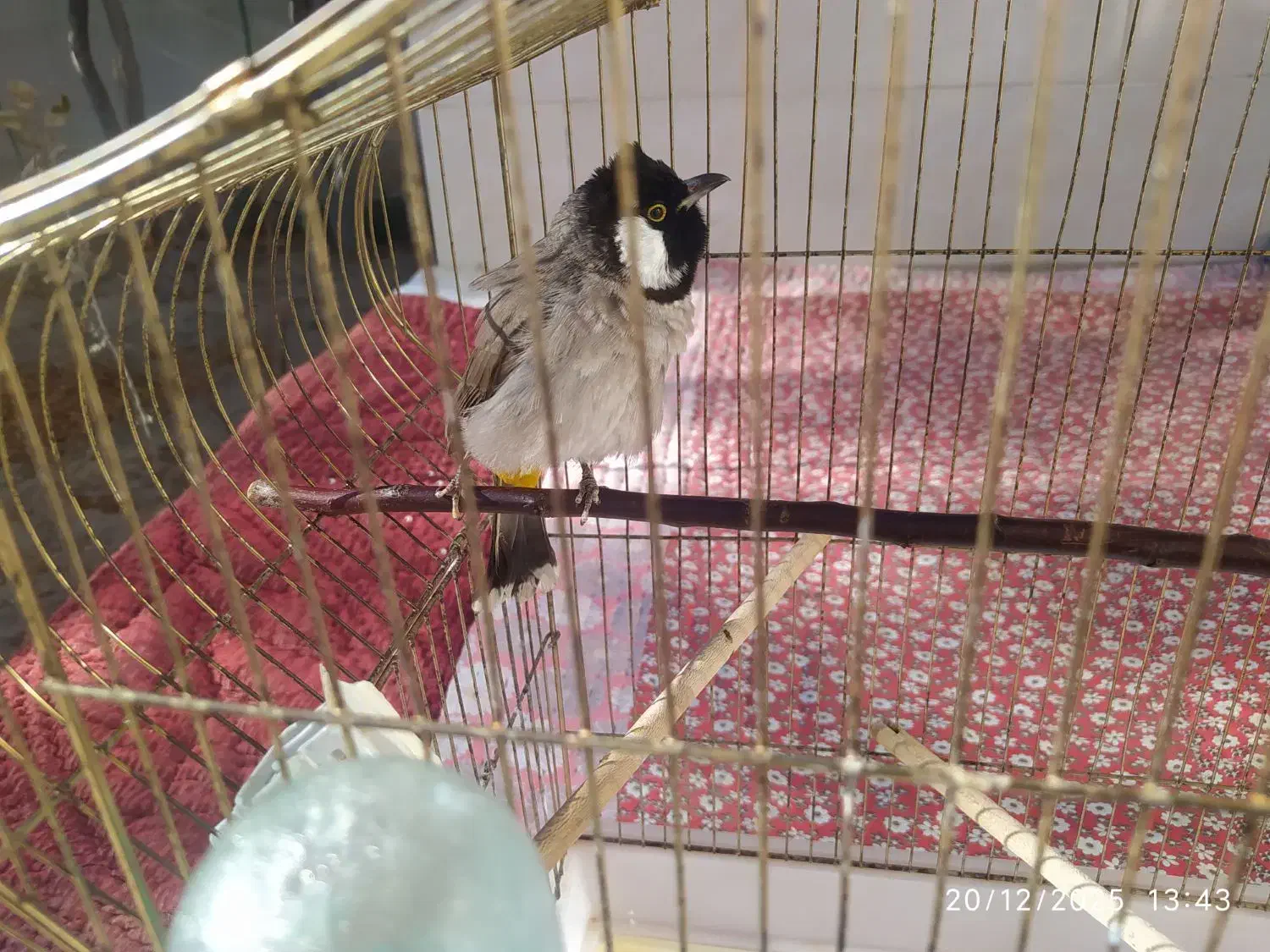 مرغ مینا|پرنده|تهران, آهنگ|دیوار