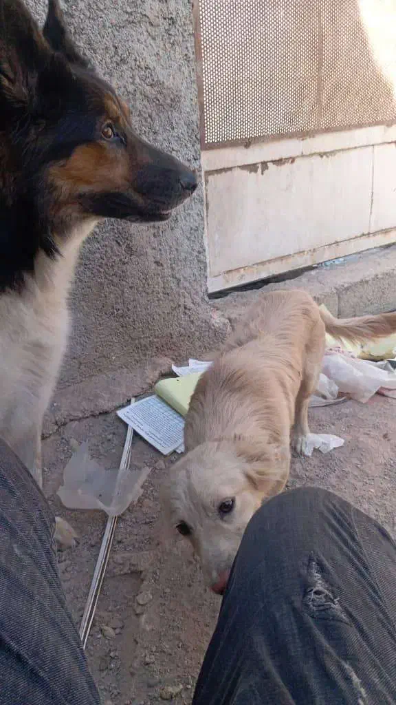 دیروز در محدوده رباط کریم گم شده|حیوانات|تهران, یافت آباد شمالی|دیوار