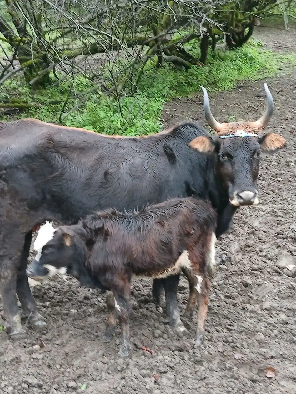 گاو چالوسی با گوساله|حیوانات مزرعه|دیلمان, |دیوار