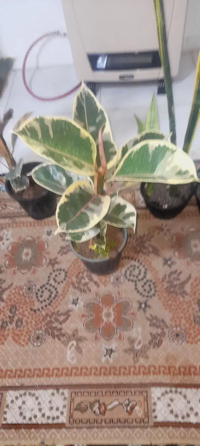 گل های آپارتمانی|گل و گیاه طبیعی|رشت, سلیمانداراب|دیوار