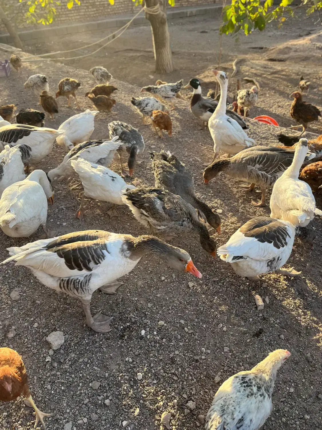 مرغ و خروس و غاز و قوغاز و اردک|حیوانات مزرعه|قزوین, |دیوار