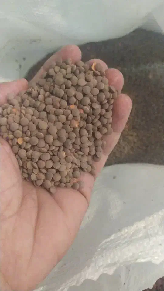 انواع حبوبات ایرانی وخارجی وبرنج کامفیروزی|خوردنی و آشامیدنی|شیراز, شیشهگری|دیوار