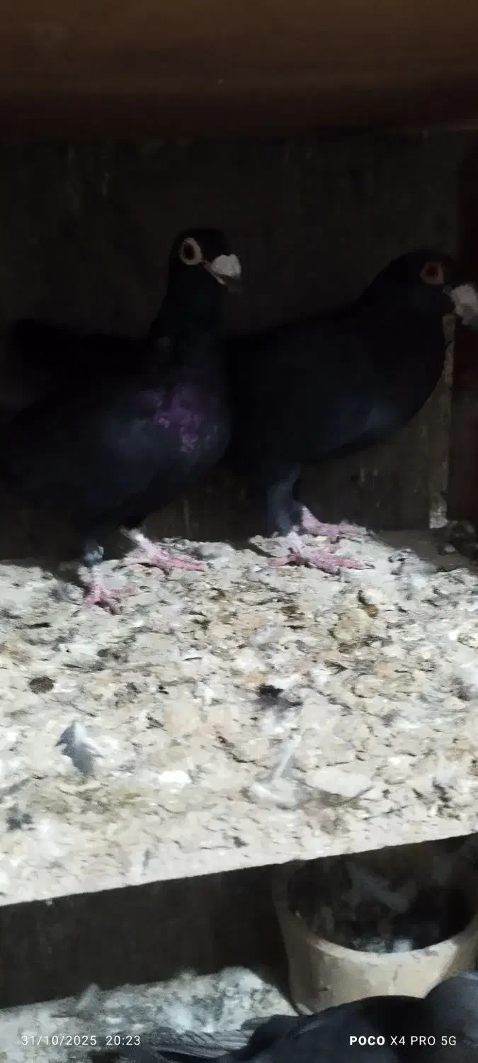 کبوتر|پرنده|زرند, |دیوار